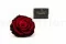 Rose stabilis&eacute;e mandala XXL Rouge D&eacute;grad&eacute; 10