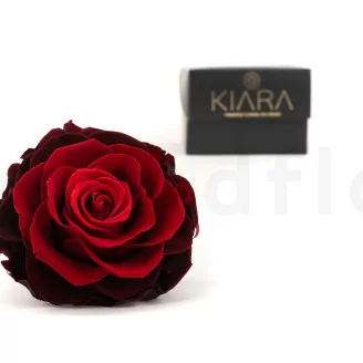 Rosa Mandala stabilizzata XXL Rosso Sfumato