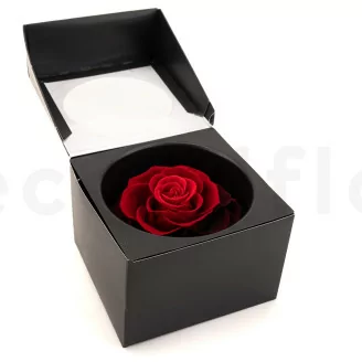 Konservierte Mandala Rose XXL Rot mit Farbverlauf