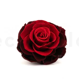 Konservierte Mandala Rose XXL Rot mit Farbverlauf
