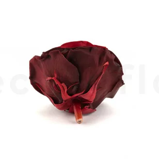 Konservierte Mandala Rose XXL Rot mit Farbverlauf