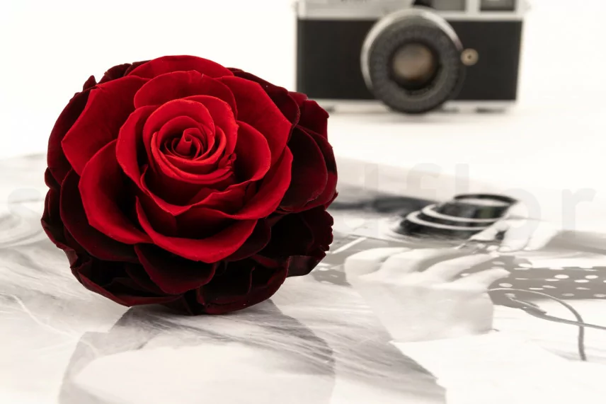 Rosa Mandala preservada XXL Rojo Degradado