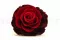 Rose stabilis&eacute;e mandala XXL Rouge D&eacute;grad&eacute; 2