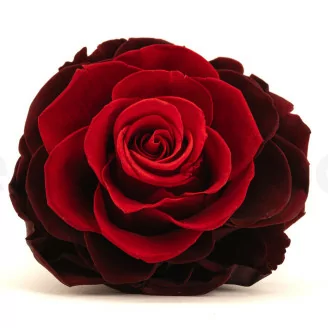 Rose stabilis&eacute;e mandala XXL Rouge D&eacute;grad&eacute;