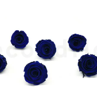 Preserved Rose XL Ocean Blue (x6)