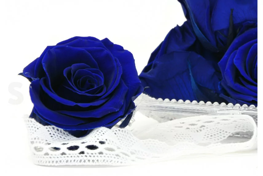 Preserved Rose XL Ocean Blue (x6)