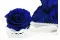 Rose stabilis&eacute;e XL Ocean Blue (x6) 1