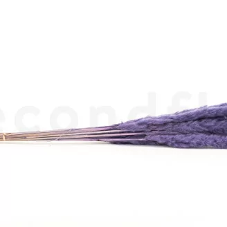 Dried Mini Pampa Lilac (x15)