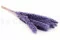 Mini Pampa s&eacute;ch&eacute;e Lilas (x15) 7