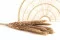 Getrocknete Mini-Pampa Natur (x15) 6