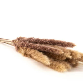 Mini Pampa s&eacute;ch&eacute;e Naturel (x15)
