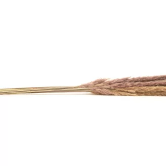 Dried Mini Pampa Natural (x15)