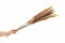 Mini Pampa s&eacute;ch&eacute;e Naturel (x15) 5