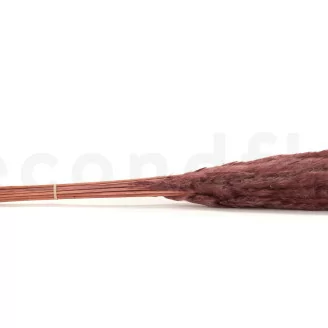 Dried Mini Pampa Burgundy (x15)