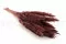 Getrocknete Mini-Pampa Bordeaux (x15) 7