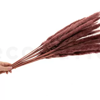 Getrocknete Mini-Pampa Bordeaux (x15)
