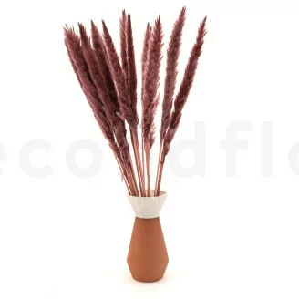 Dried Mini Pampa Burgundy (x15)