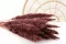 Getrocknete Mini-Pampa Bordeaux (x15) 6