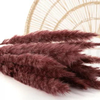 Dried Mini Pampa Burgundy (x15)