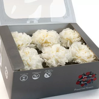 Preserved Carnation White (x6)