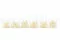 Garofano stabilizzato Bianco (x6) 3