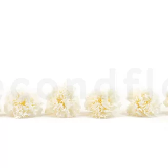Preserved Carnation White (x6)