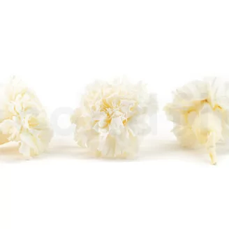 Garofano stabilizzato Bianco (x6)