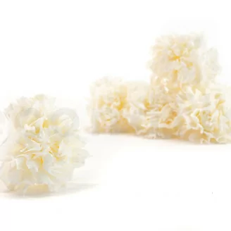 Preserved Carnation White (x6)
