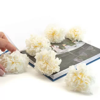 Konservierte Nelke Wei&szlig; (x6)