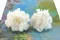 Preserved Carnation White (x6) 7