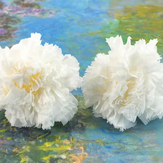Preserved Carnation White (x6)