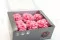 Oeillet stabilis&eacute; Rose (x6) 8