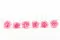 Oeillet stabilis&eacute; Rose (x6) 3