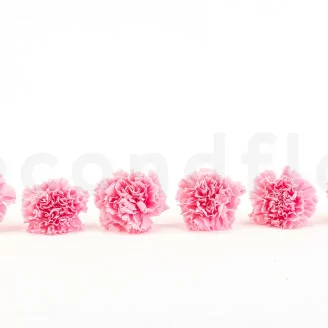 Garofano stabilizzato Rosa (x6)