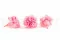 Garofano stabilizzato Rosa (x6) 5