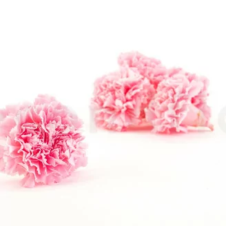 Clavel preservado Rosa (x6)