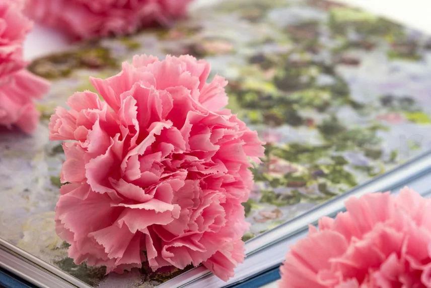 Garofano stabilizzato Rosa (x6)