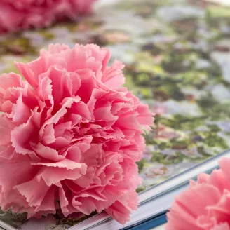 Oeillet stabilis&eacute; Rose (x6)
