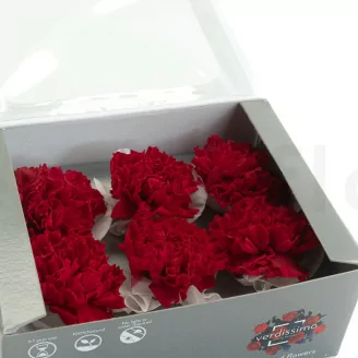 Preserved Carnation Red (x6)