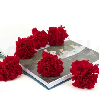 Oeillet stabilis&eacute; Rouge (x6)