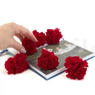 Preserved Carnation Red (x6)