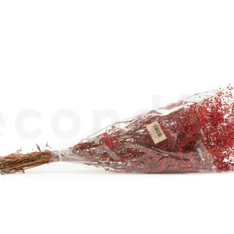 Gipsofila preservada Rojo