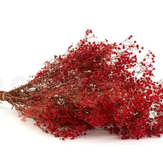 Preserved Gypsophila Red