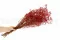 Gypsophile stabilis&eacute; Rouge 3