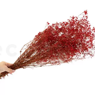 Preserved Gypsophila Red