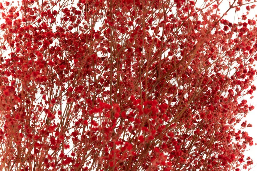Preserved Gypsophila Red