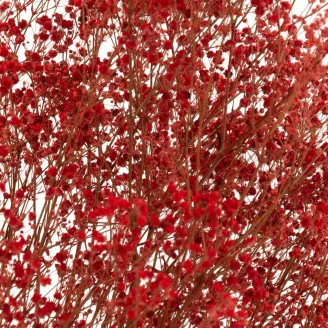 Gypsophile stabilis&eacute; Rouge