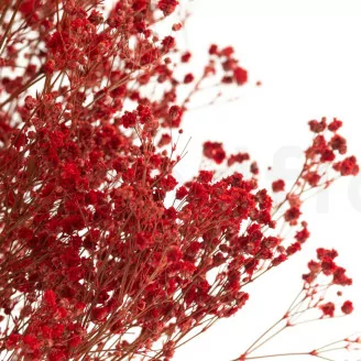 Preserved Gypsophila Red