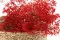 Gipsofila preservada Rojo 8