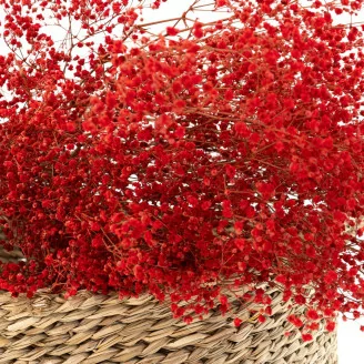 Preserved Gypsophila Red